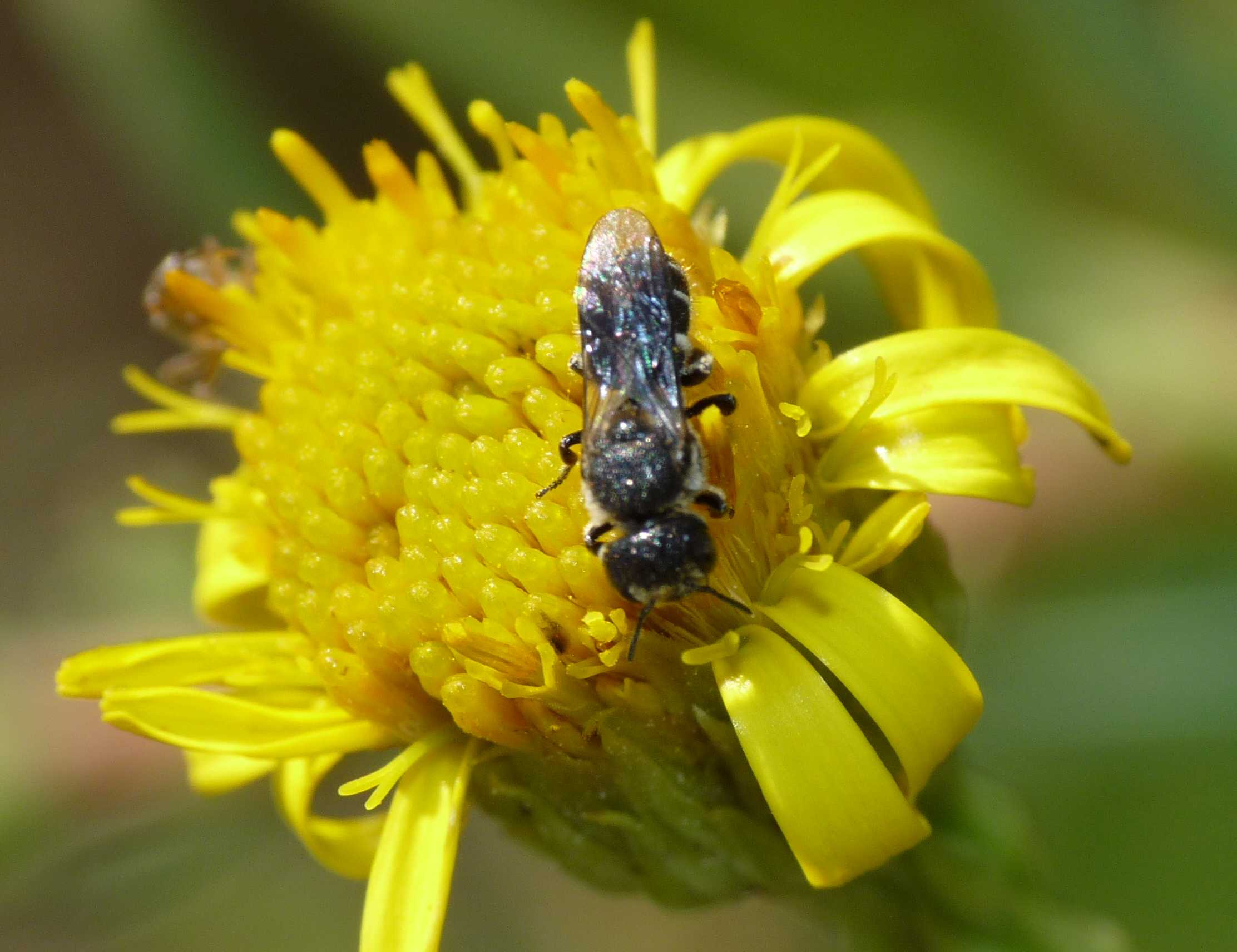 Apine minuscole:  Heriades sp. (Apidae Megachilinae)